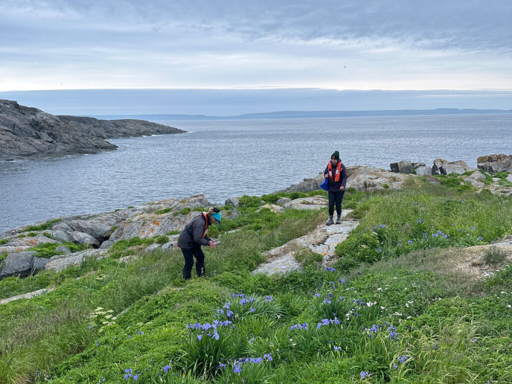 Leach’s Storm-Petrel