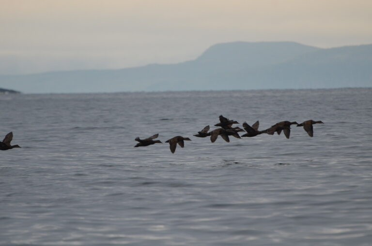 Restoring Eider Duck Nesting Habitat in Hare Bay